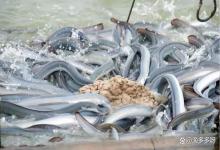 淡水鱼寄生虫有哪些？淡水鱼寄生虫怎么办？攻略大全在这里！