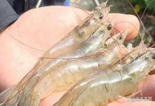 急！虾塘亚硝酸盐高能用生石灰吗？虾塘亚硝酸盐高能用生石灰吗？