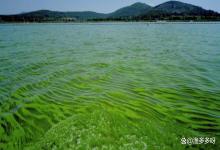 怎样清除池塘蓝藻绿藻？池塘出现蓝藻怎么治？多种方法轻松搞定