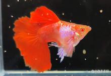 新开鱼缸水浑浊怎么变清？鱼缸两天就浑浊了怎么办？养鱼新手必看