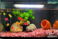 鱼缸水浑怎么回事？鱼缸水浑浊发白不清澈怎么回事？养鱼新手必看