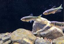 小型鱼缸水浑浊怎么处理好？小鱼缸水浑浊原因和解决方案，速看