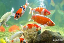 鱼缸水硝酸盐和亚硝酸盐怎么降下来的？鱼缸水降亚硝酸盐只需3步