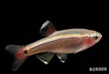 适合草缸造景缸的灯科鱼