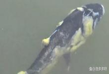 钓塘里的鱼为什么会起水霉？为什么钩场的鱼更容易出现水霉呢？