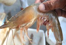 鱼蟹混养池如何迅速有效杀灭纤毛虫？鱼蟹得了纤毛虫病怎么治？