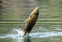 水库养鱼肥水用什么最好？水库养殖花白鲢如何肥水？值得试试