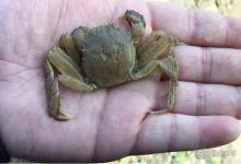 虾蟹塘纤毛虫泛滥，记住这招，不用杀虫药就能轻松解决！