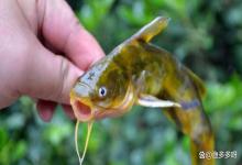 黄颡鱼车轮虫应该怎么治疗？消灭鱼体车轮虫最好的药是什么？