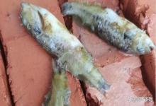 鲤鱼水霉病怎么治疗？鲤鱼水霉病用什么药？攻略大全在这里！