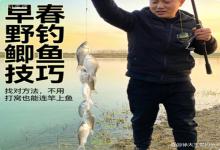 早春野钓鲫鱼成群！不用打窝也能连竿上鱼，老钓友私藏的方法