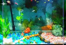 鱼缸水很清澈但亚硝酸盐高怎么办？养鱼水中的亚硝酸盐如何去除？