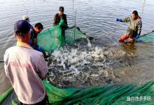 低温肥水难倒60%水产人！做好这几点，让池塘低温肥水更容易