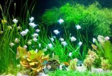 养鱼水质浑浊发绿怎么办？鱼缸水浑水绿水腥臭怎么办？三招解决