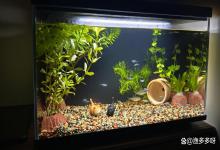 小米鱼缸水浑浊怎么解决？小型鱼缸水有点浑浊应该怎么改善？速看