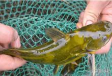 鱼感染腐烂病还能好吗？黑鱼烂身病能自愈吗？这样处理，快速高效