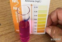 鱼缸倒入硝化细菌后水是雾蒙蒙是怎么回事？别急！这 4 种情况属正常