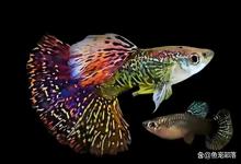 适合新手养殖的三种小型热带鱼很容易爆缸