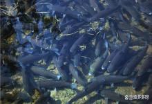 鱼类越冬综合症拌什么药治疗？鱼塘如何预防越冬综合症减少死鱼？