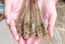 白对虾转肝期喂什么药保肝好？对虾保肝护肝哪种产品好？一定要看