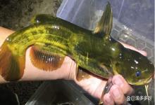 黄颡鱼护肝用什么药？低温期黄颡鱼如何保肝？老鱼农告诉你