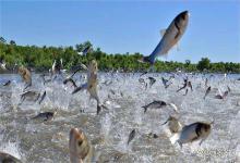 立秋后鱼塘如何改底？鱼塘秋季怎么改底？简单2步改底，鱼病少一半