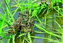 愁！螃蟹塘改底后水浑，水浓绿水脏怎回事？老水产人来解惑