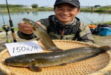 江河里的“软黄金”！这种“最美泥鳅”一斤150元，钓鱼人钓到能炫耀一整年