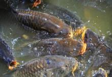 鱼鳃盖烂了能恢复吗？鱼鳃盖烂了怎么治疗？这样治有奇效！