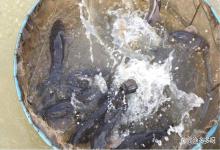 清明前后鱼类感染斜管虫怎样解决？鱼斜管虫病怎么治？这个方法好