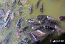 鱼塘鱼身上长白毛怎么治？鱼塘鱼身上长白霉了怎么办？试试这样做