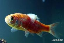 水霉病是什么原因造成的？水霉菌是什么引起的？这里说清楚