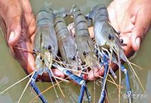 养虾进入关键期？选择不对辛苦白费，这样做轻松盈利百万