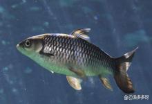 鱼得了水霉病怎么治最快？土霉素能治水霉病吗？教你轻松解决