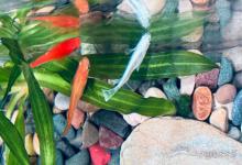 鱼缸亚硝酸盐超标爆表怎么办？鱼缸亚硝酸盐检测爆红如何改善？