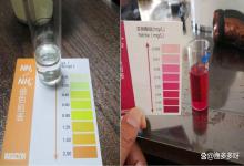 怎样去除鱼缸里的亚硝酸盐？鱼缸亚硝酸盐高怎么降下来？新手速看