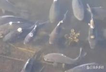 水产养殖水霉病的鱼怎么治疗？水产养殖中什么治水霉病？你清楚吗