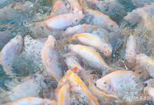 鱼塘春季杀虫什么时间最好？什么样的鱼塘必须要驱虫？你清楚吗？