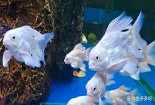 鱼缸水浑浊的原因及处理办法？鱼缸水浑怎样解决？这里全说清楚