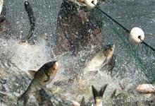 鱼塘低温肥水如何选择？鱼塘肥水该如何选择冬季肥料？你选对了吗？