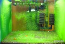 鱼缸蓝藻爆发的原因是什么？鱼缸为什么会长蓝藻？这个原因需清楚