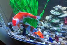 降低鱼缸亚硝酸盐的方法有哪些？如何降低鱼缸里的亚硝酸盐？速查