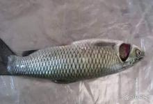 草鱼烂鳃病要怎么防治好？草鱼烂鳃病用什么药治疗？解答来了