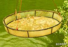 虾塘缺藻怎么补救？水产养殖池塘怎么补藻的？实用技巧大揭秘