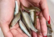 饲料鳜为什么一定要强调保肝？怎么来保肝？一篇文章让你明明白白