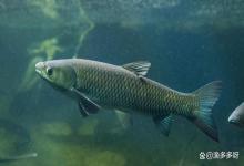 鱼肠炎怎么治疗效果最好？如何有效治疗防控淡水鱼肠炎？