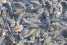 水产养殖用什么肥水好？水产怎么肥水？值得你收藏！