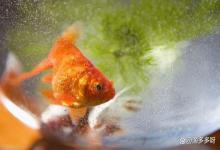 鱼放进鱼缸一天水就浑浊可以放海盐吗？这3种情况才放，别把观赏鱼腌了