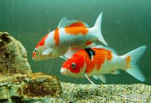 鱼缸养鱼水浑浊怎么办？鱼缸养鱼水浑浊怎么解决？老鱼友经验总结