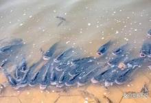 春季鱼塘接连暴发鱼瘟如何解决？鱼塘如何预防春季鱼瘟？速看